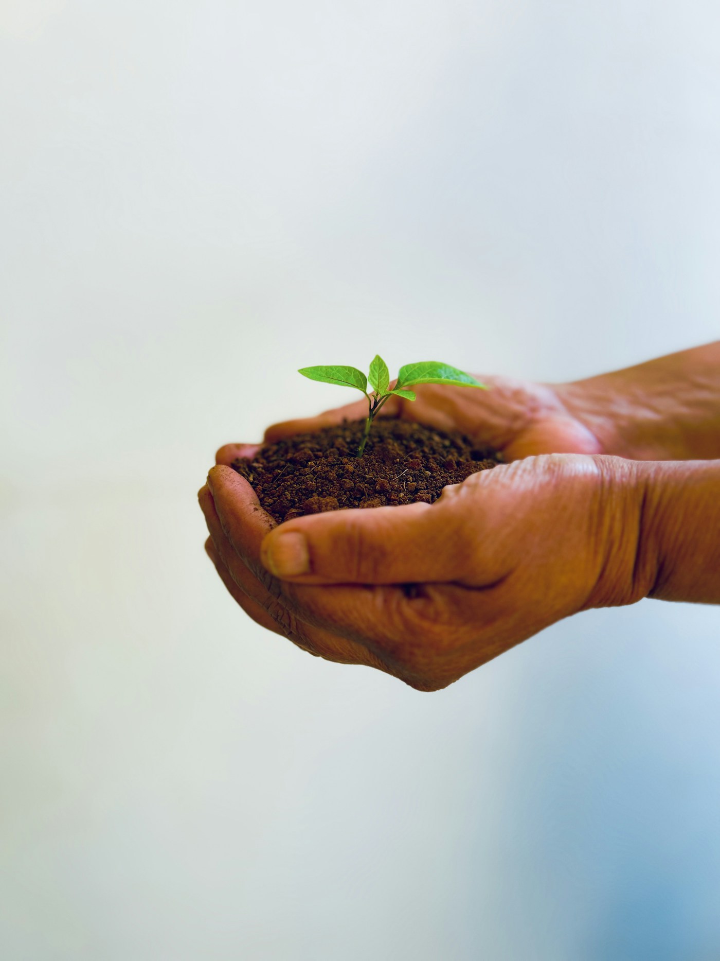Hands nurturing a young green seedling